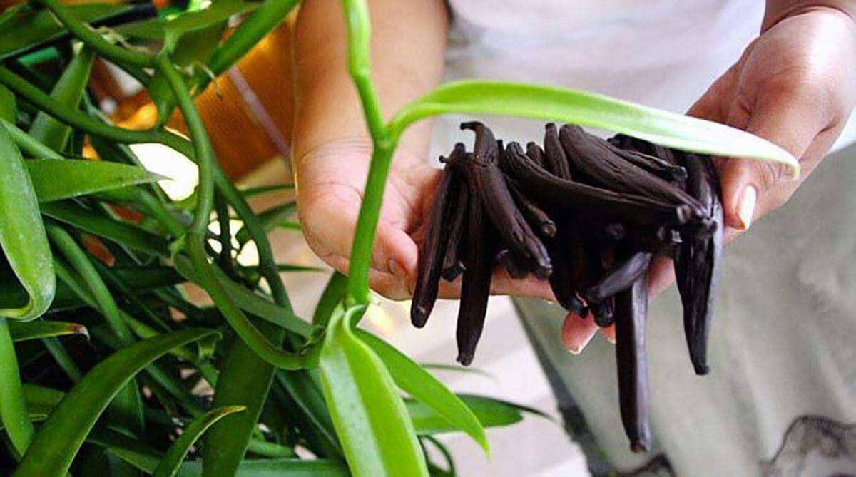 Madagascar Bourbon Grade A Vanilla Beans