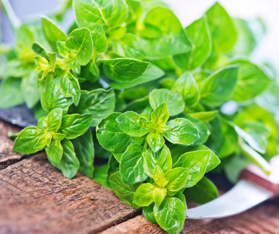 Marjoram