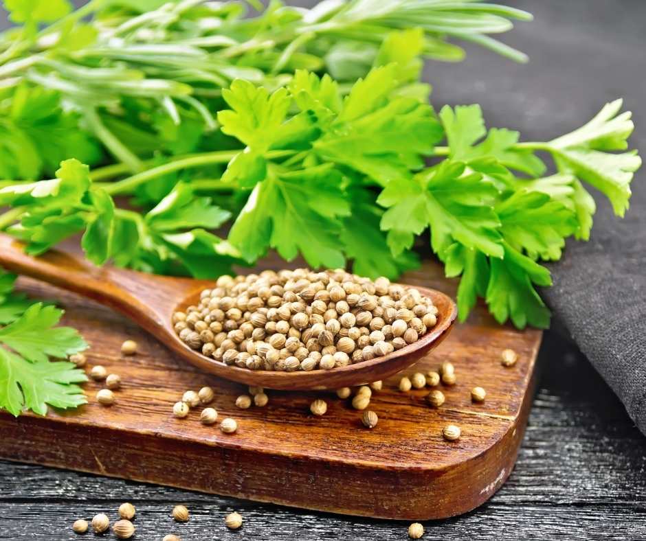 Coriander Seed