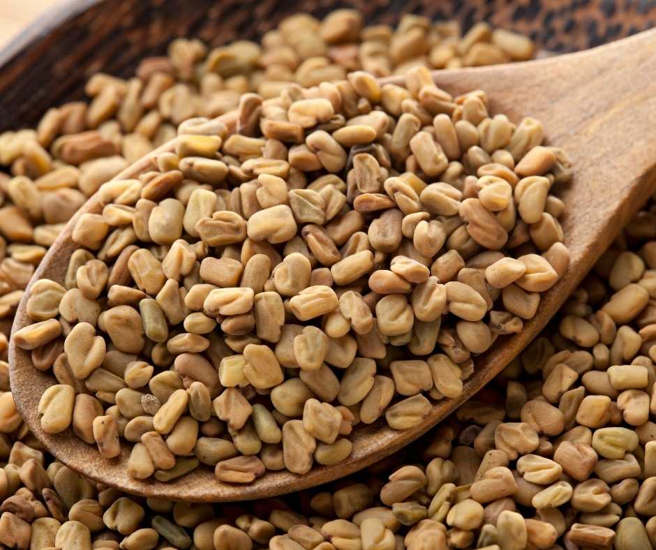 Fenugreek Seed